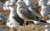 juvenile LBBG, ringed in the Netherlands.